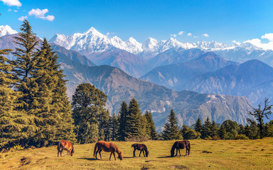 Schilderachtige landschapsmening met majestueuze Himalaya Panchchuli-bergketen in Munsiyari Uttarakhand India met wilde paarden die de weiden van de Himalaya grazen.
