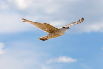 A gull is flying in a calm flight