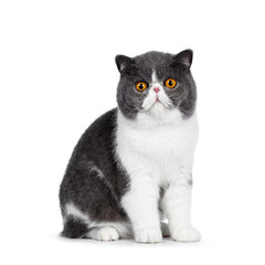Cute blue with white young Exotic Shorthair cat, sitting side ways. Looking straight into lens with...