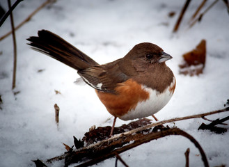 Winter Season Eastern Towhee Perched on a Branch