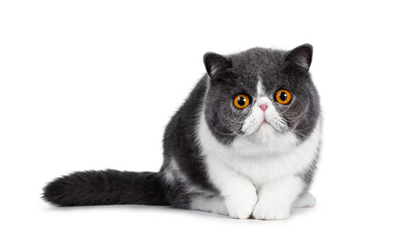 Cute blue with white young Exotic Shorthair cat, sitting facing front, head low and paw in air. Looking straight into lens with amazing round orange eyes. Isolated on white background. 