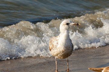 Baltic Sea wave and one seagull