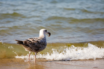 Bird holds something in its bow