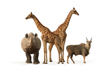 Set of typical animals from Etosha national park. Common Eland, black rhinoceros and two angolan giraffes isolated on white background. Wildlife photography, Namibia.