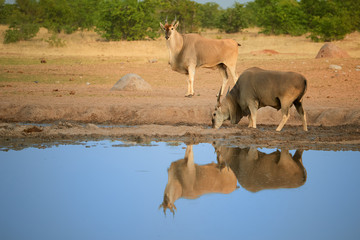 Two Eland antelopes,Taurotragus oryx, on the rim of waterhole, reflecting itself in blue water surface. Largest and heaviest antelope in Africa, animals of arid Etosha national park, Namibia.