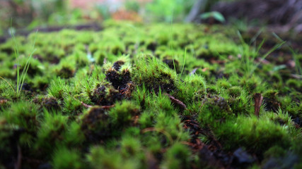 green grass of borneo
