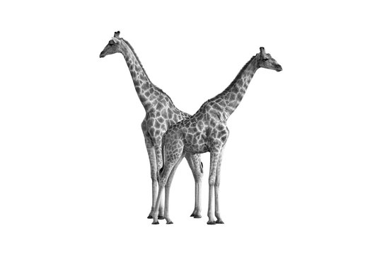 Artistic, black and white photo of two wild Angolan giraffes, Giraffa giraffa angolensis, also known as Namibian giraffe, standing heads apart next to waterhole. Safari in Etosha. Wildlife, Namibia.