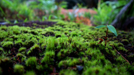 green grass of borneo