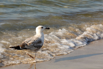 Cold waters of the Baltic Sea and one seagull