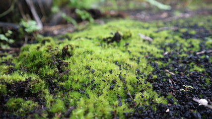 green grass of borneo