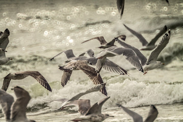 seagull flying near the sea