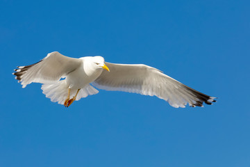 Flight for getting food