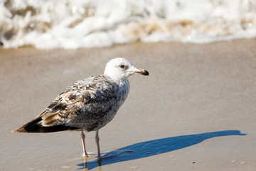 Lonely gull and its shadow on the sand