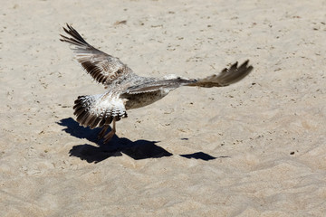 Lonely gull lands on a sandy beach