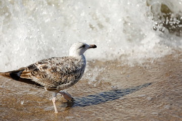 Lonely gull waiting for the attack of the sea wave
