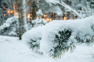 snowy pine branch in winter with suny background