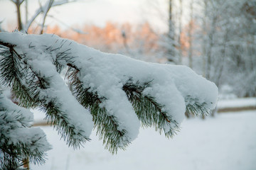 snowy pine branch in winter with suny background