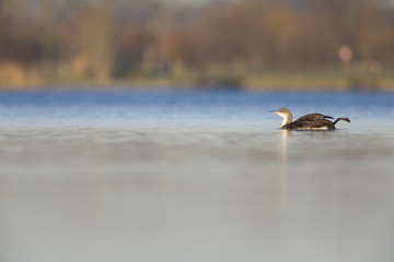 A black-throated loon (Gavia arctica) in winter plumage swimming and foraging in a pond in the city Utrecht the Netherlands.