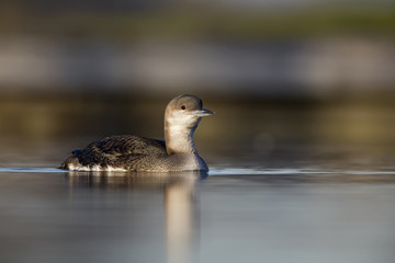 A black-throated loon (Gavia arctica) in winter plumage swimming and foraging in a pond in the city Utrecht the Netherlands.