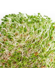 Fresh, raw red clover sprouts.