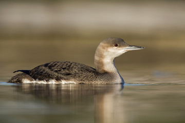 A black-throated loon (Gavia arctica) in winter plumage swimming and foraging in a pond in the city Utrecht the Netherlands.