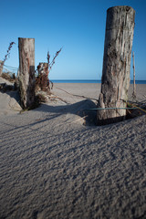 driftwood on the beach