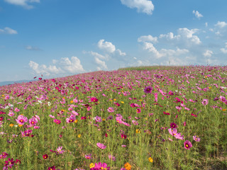 flower field in day time.cosmos flower field in summer landscape background.colorful cosmos flowers planted.
