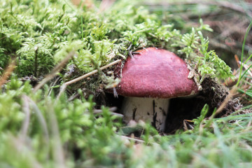 red mushroom under the moss