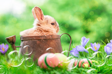 Osterhase im Körbchen