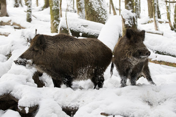 Zwei Wildschweine im verschneiten Wald