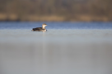 A black-throated loon (Gavia arctica) in winter plumage swimming and foraging in a pond in the city Utrecht the Netherlands.