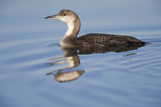 A black-throated loon (Gavia arctica) in winter plumage swimming and foraging in a pond in the city Utrecht the Netherlands.