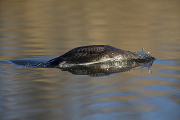A black-throated loon (Gavia arctica) in winter plumage diving in a pond in the city Utrecht the Netherlands.