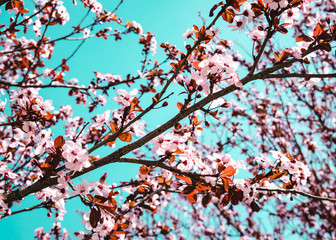 Beautiful Cherry Blossom Tree in spring time over sky. Design Background.