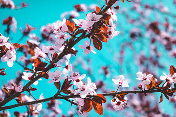 Beautiful Cherry Blossom Tree in spring time over sky. Design Background.