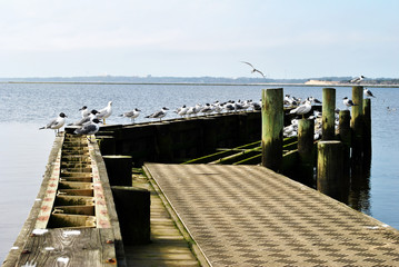 Old Pier with Sea Gulls