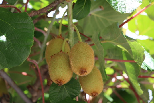 Kiwi fruits in the garden, Italy