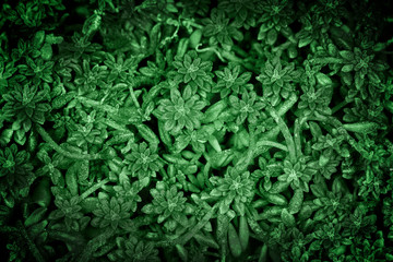 green plants, toned background image