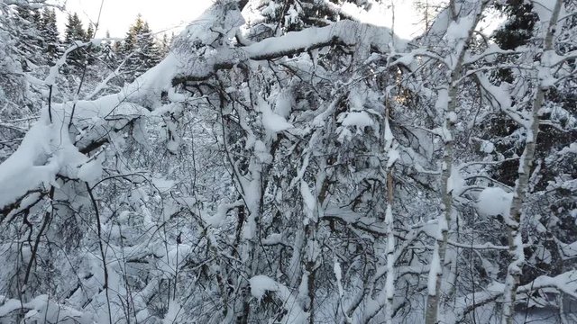 Snow on tree branches above walking path