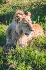 lion king of the jungle