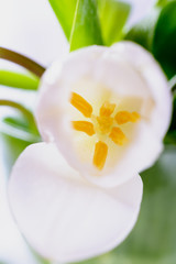 Fototapeta na wymiar View of an open white tulip flower with yellow pistils and stamens, macro