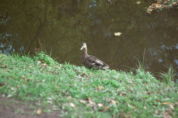 duck on grass