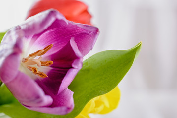 View of an open pink tulip flower with pistils and stamens, and green leaf on a light background, closeup