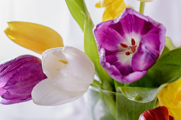 Bouquet of beautifull multicolored tulips blured on a white background for wedding day or other celebrations, closeup