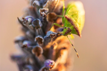 Insecto