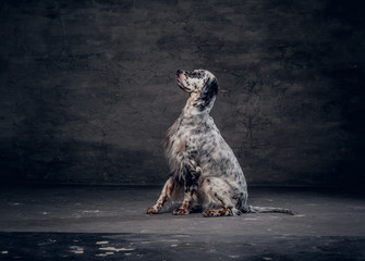 Side view of a purebred English Setter who sitting on a floor in a studio against a dark textured...