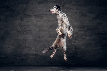 Purebred English Setter who jumping in a studio against a dark textured wall