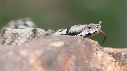 Der freigestellte Vorderkörper einer züngelnden Hornviper in der Seitenansicht auf einem Stein