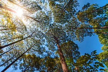 Baumkronen von unten, Nadelwald