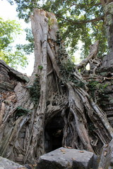  Aerial tree roots on Ta Prohm temple ruins in Angkor, Cambodia